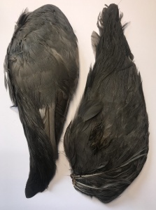 Coot Wings