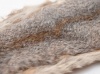 Grey Squirrel Skin